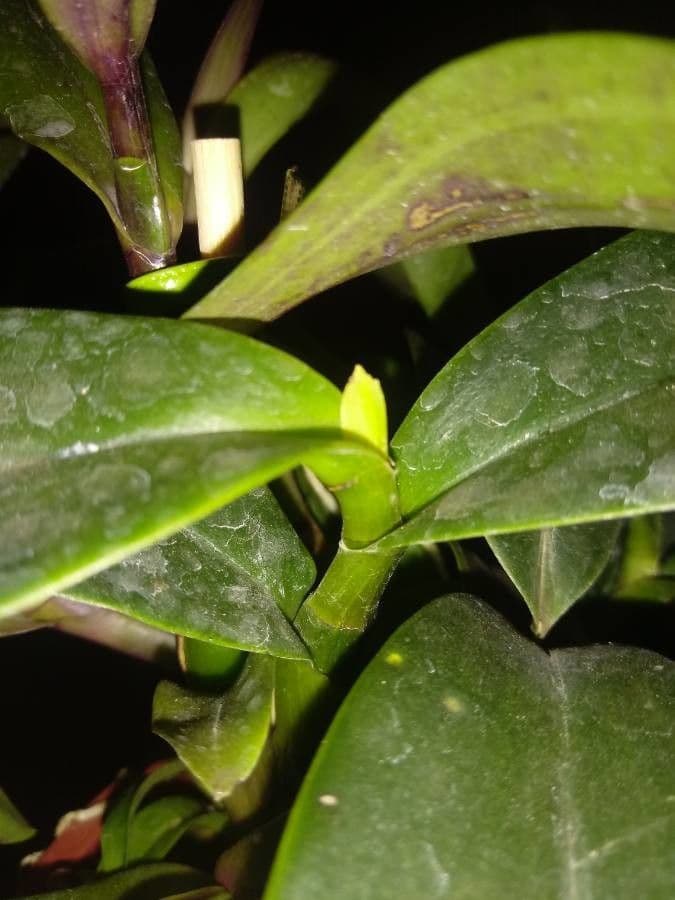 Rhyncholaelia 6