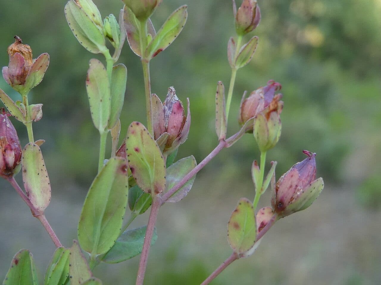 Millepertuis couché 5