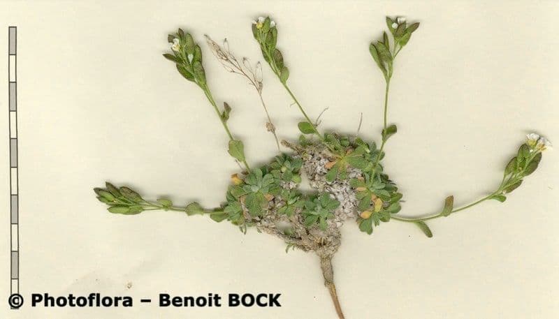 Draba douteuse 25