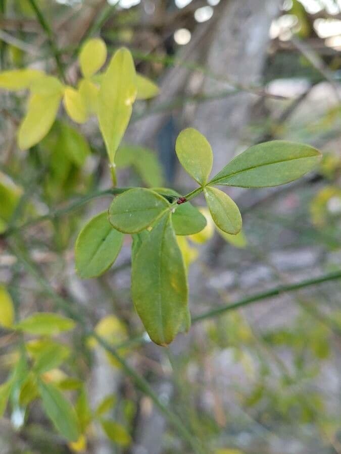 Winter-Jasmin 17