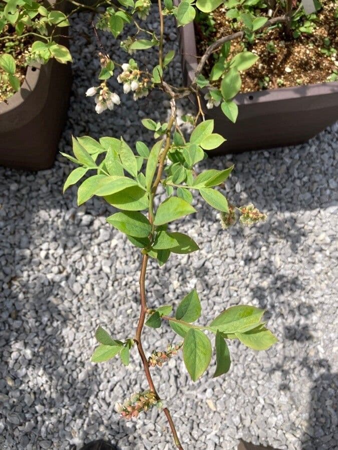 Südliche Blaubeere 10