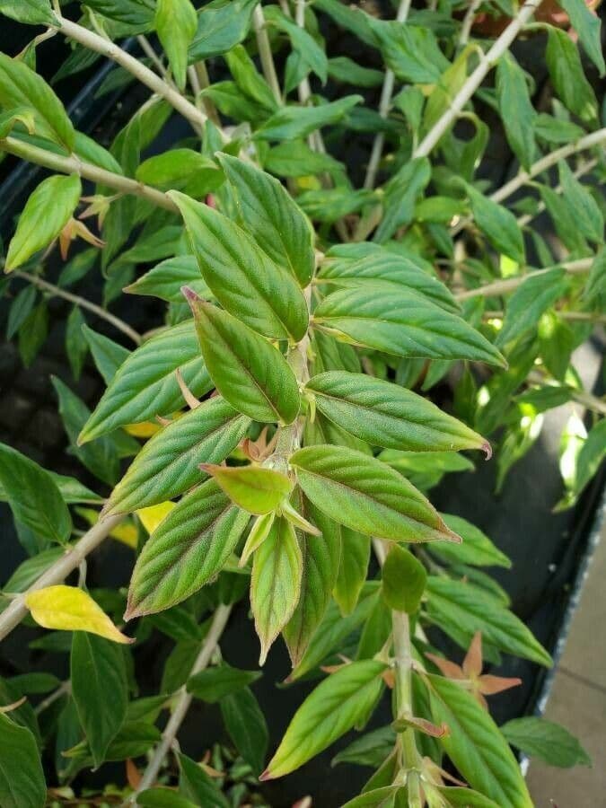 Columnea 4