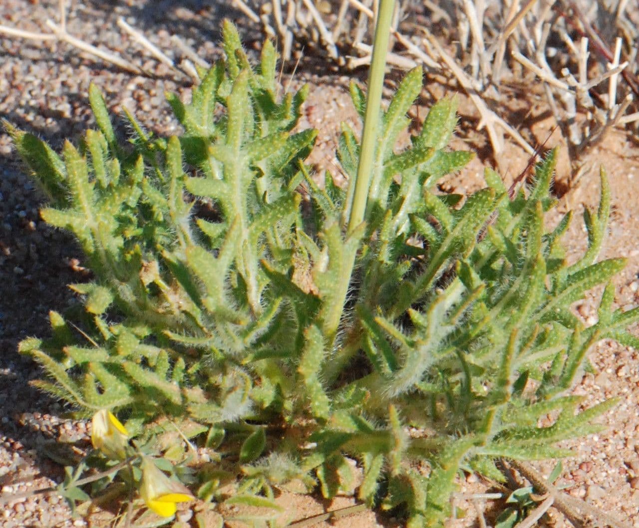 Diplotaxis di Pitard 9