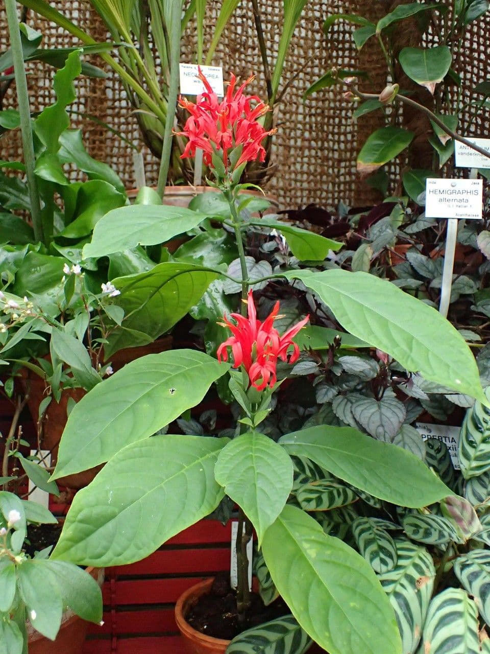 Garde du Cardinal 11