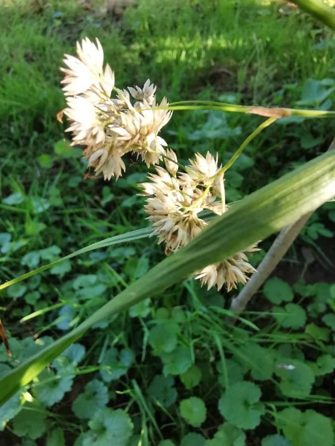Erba lucciola bianca