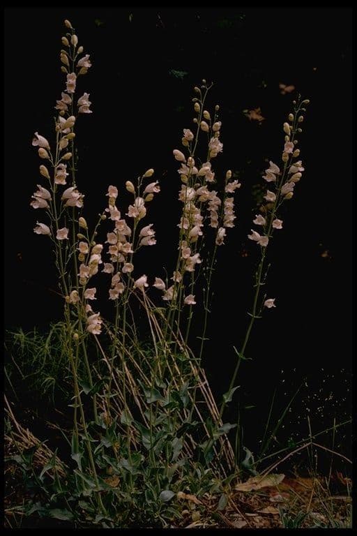Palmers Bartfaden 11