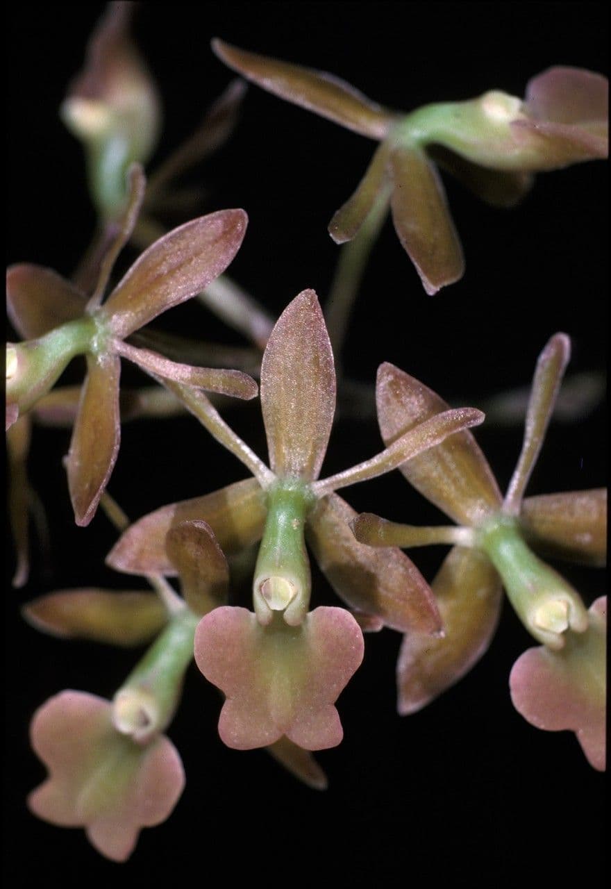 Epidendrum 5