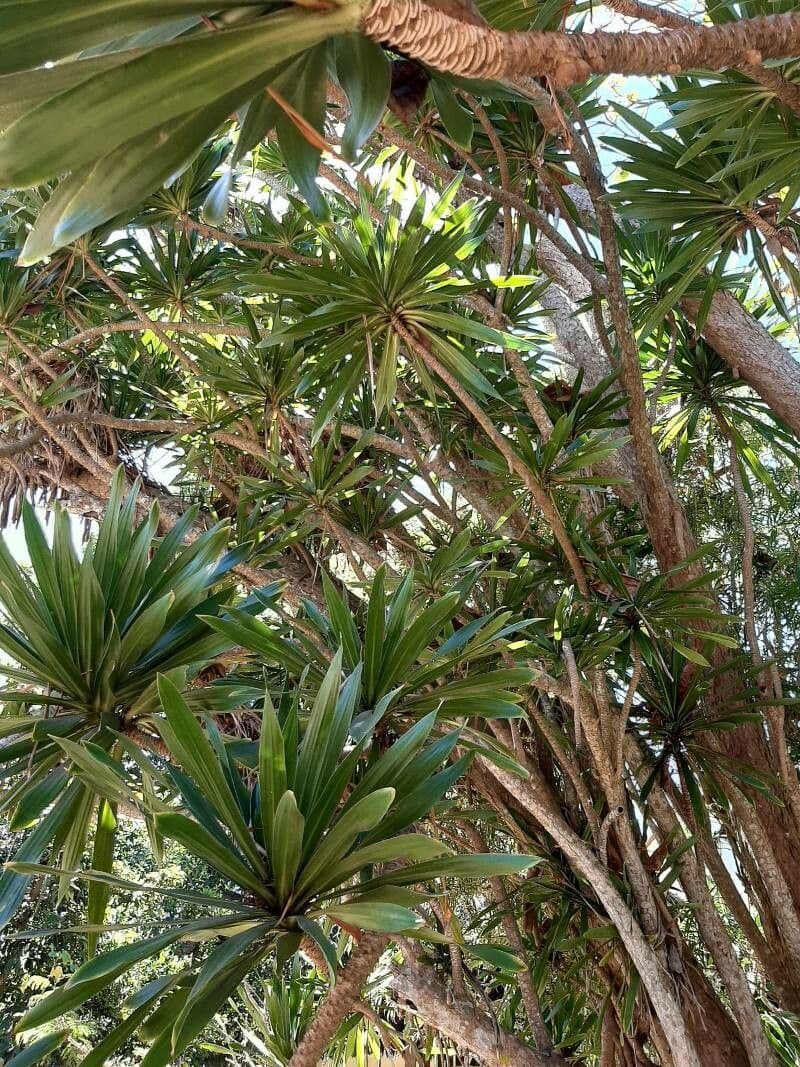 Dracaena 4