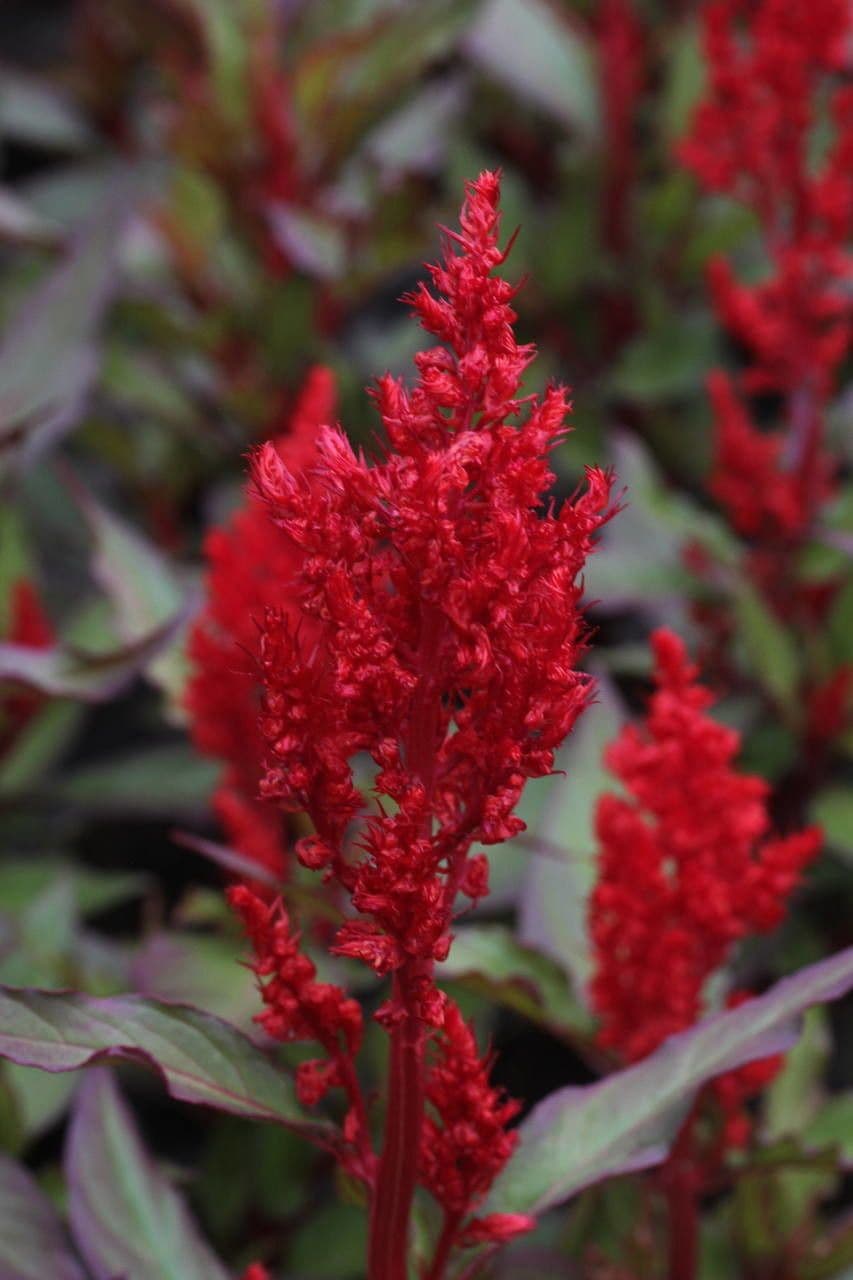Celosia argentea 4
