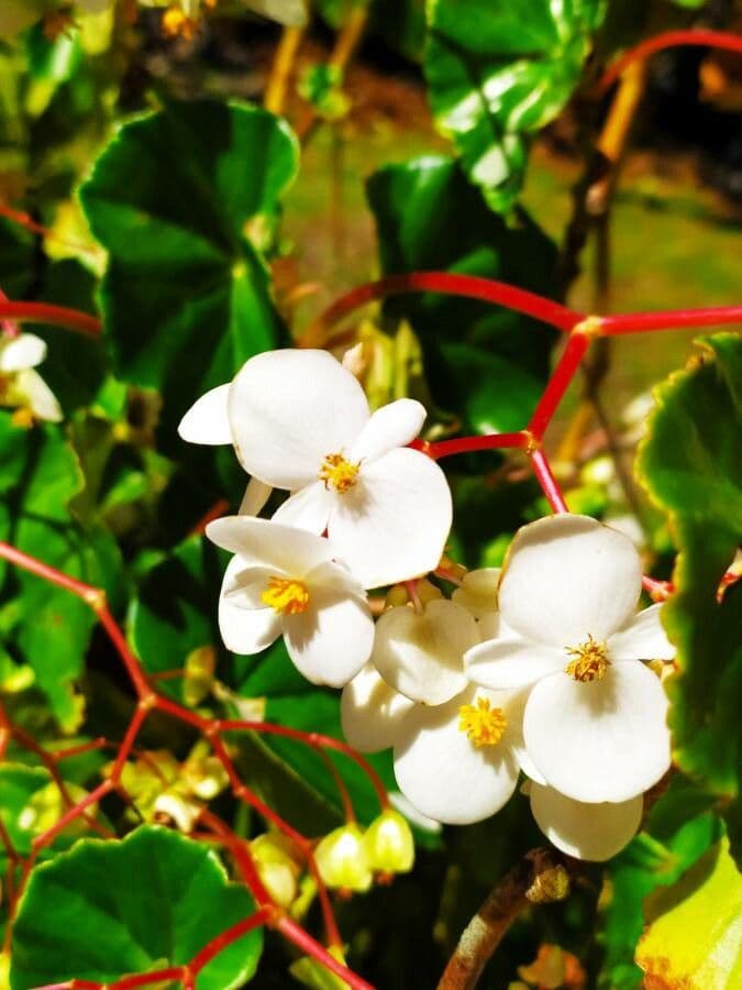 Begonia 3
