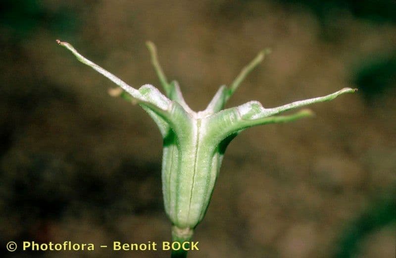 Černucha španělská 20