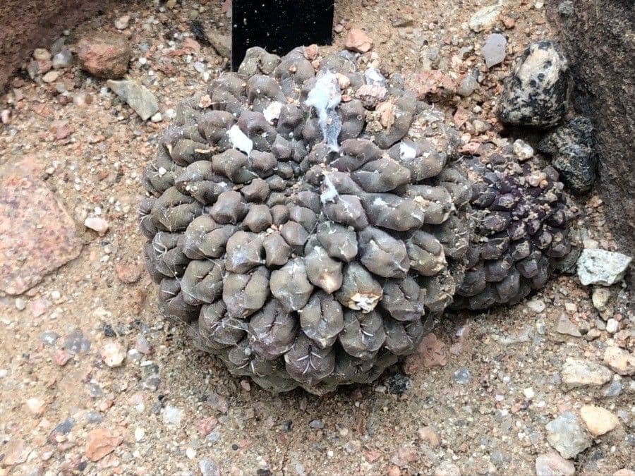 Eriosyce occulta