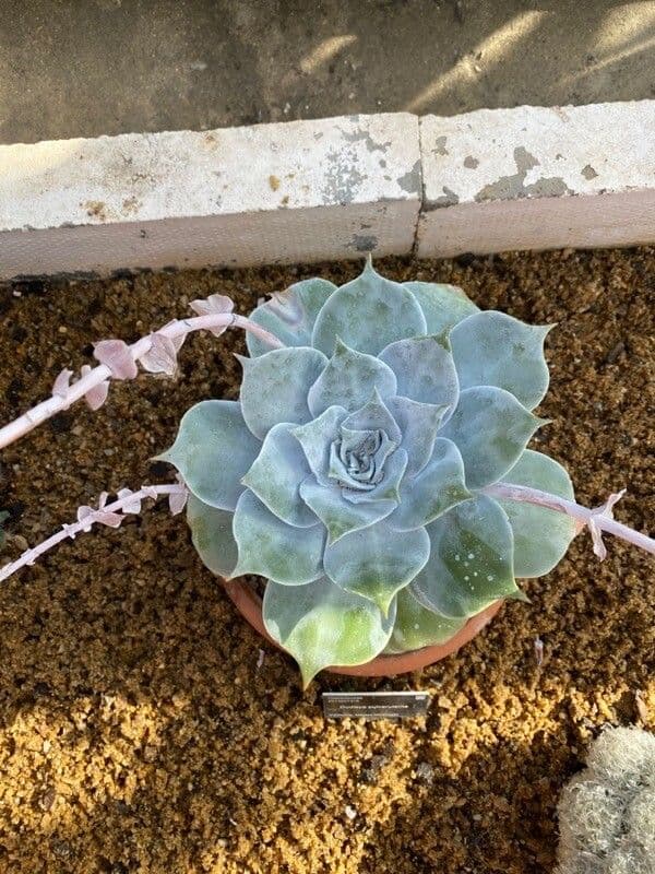Dudleya pulverulenta 3