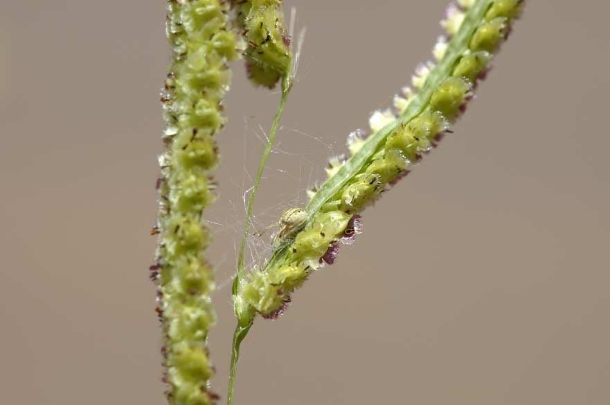 Fransige Paspalum