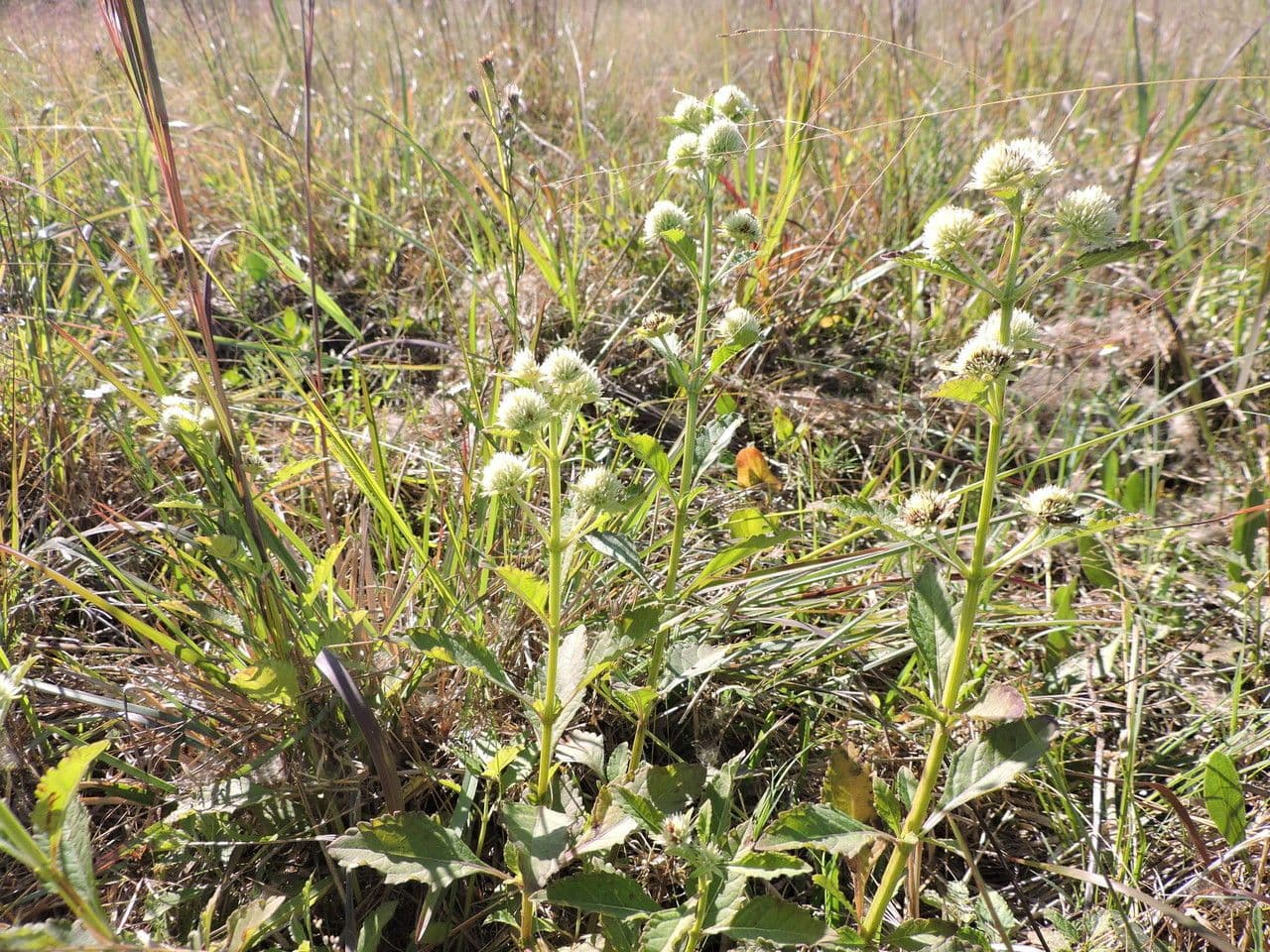 Hyptis alata 8