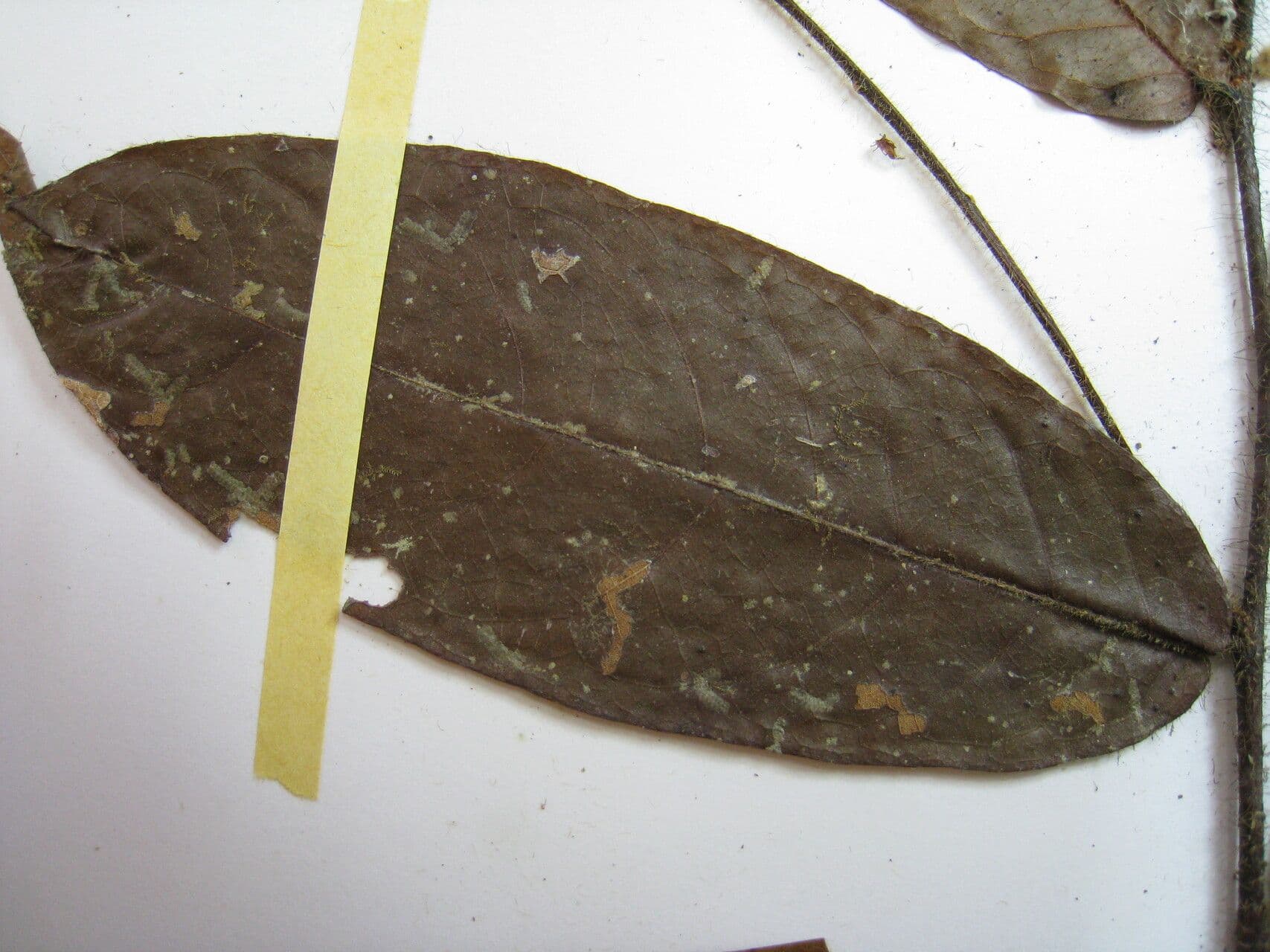 Hirtella 9