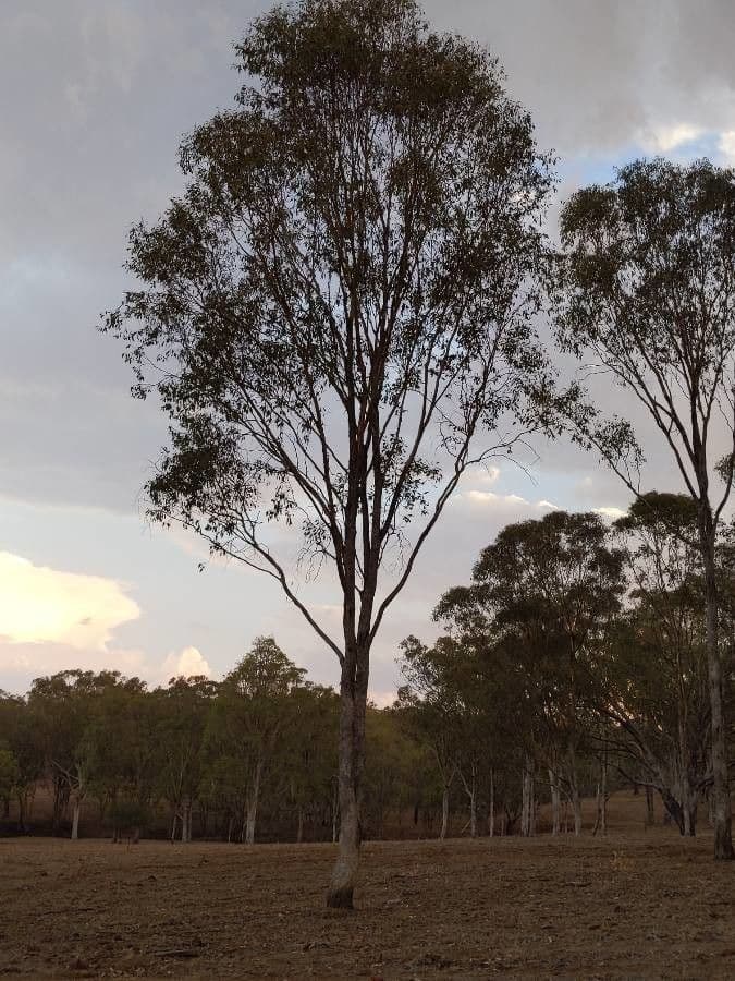 Eucalyptus microcarpa 6