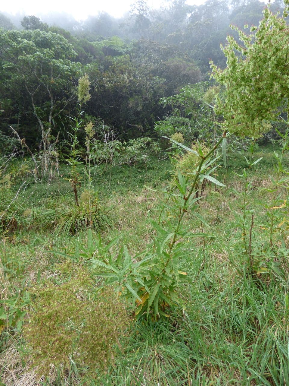 Acetosa abissina 7