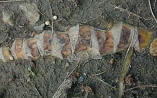 Calamo aromatico 24
