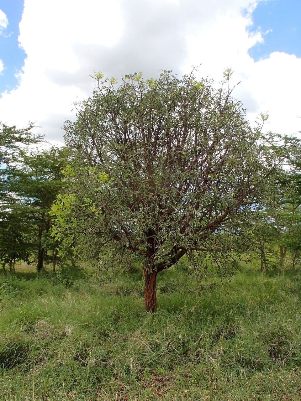 Zanthoxylum 4