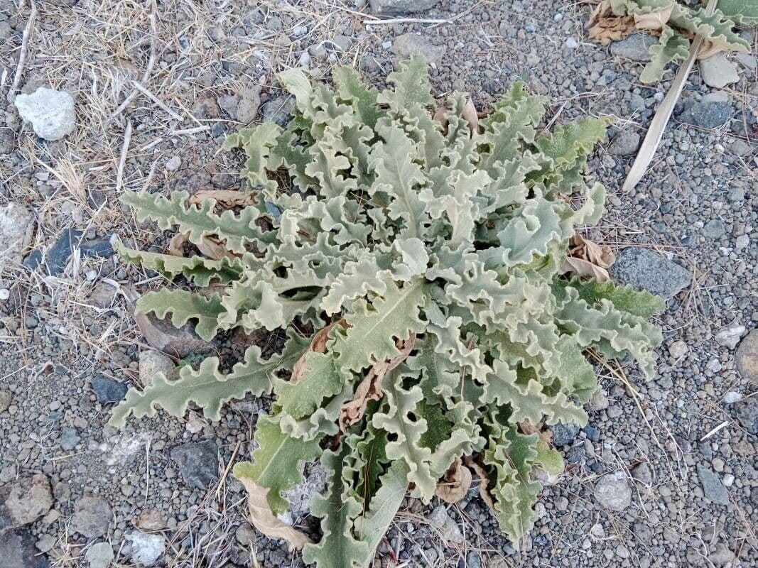 Mullein 13