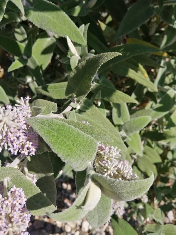 Salbei-Buddleie 14