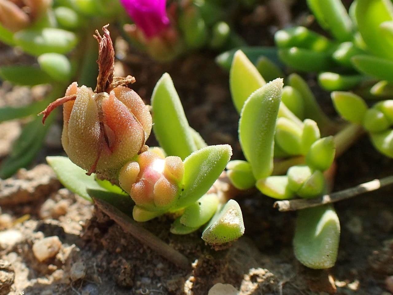 Pianta di ghiaccio 7