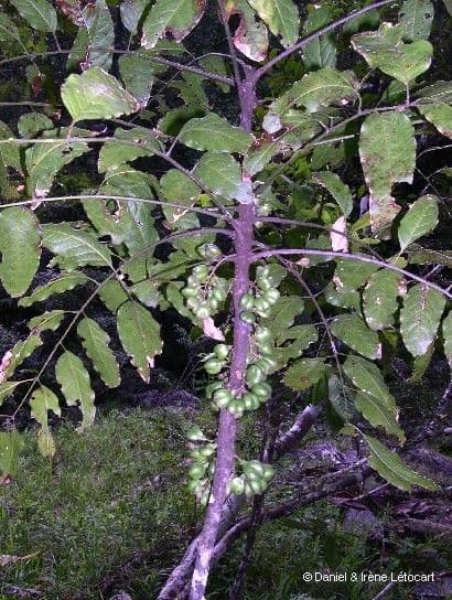 Lepidocupania 14