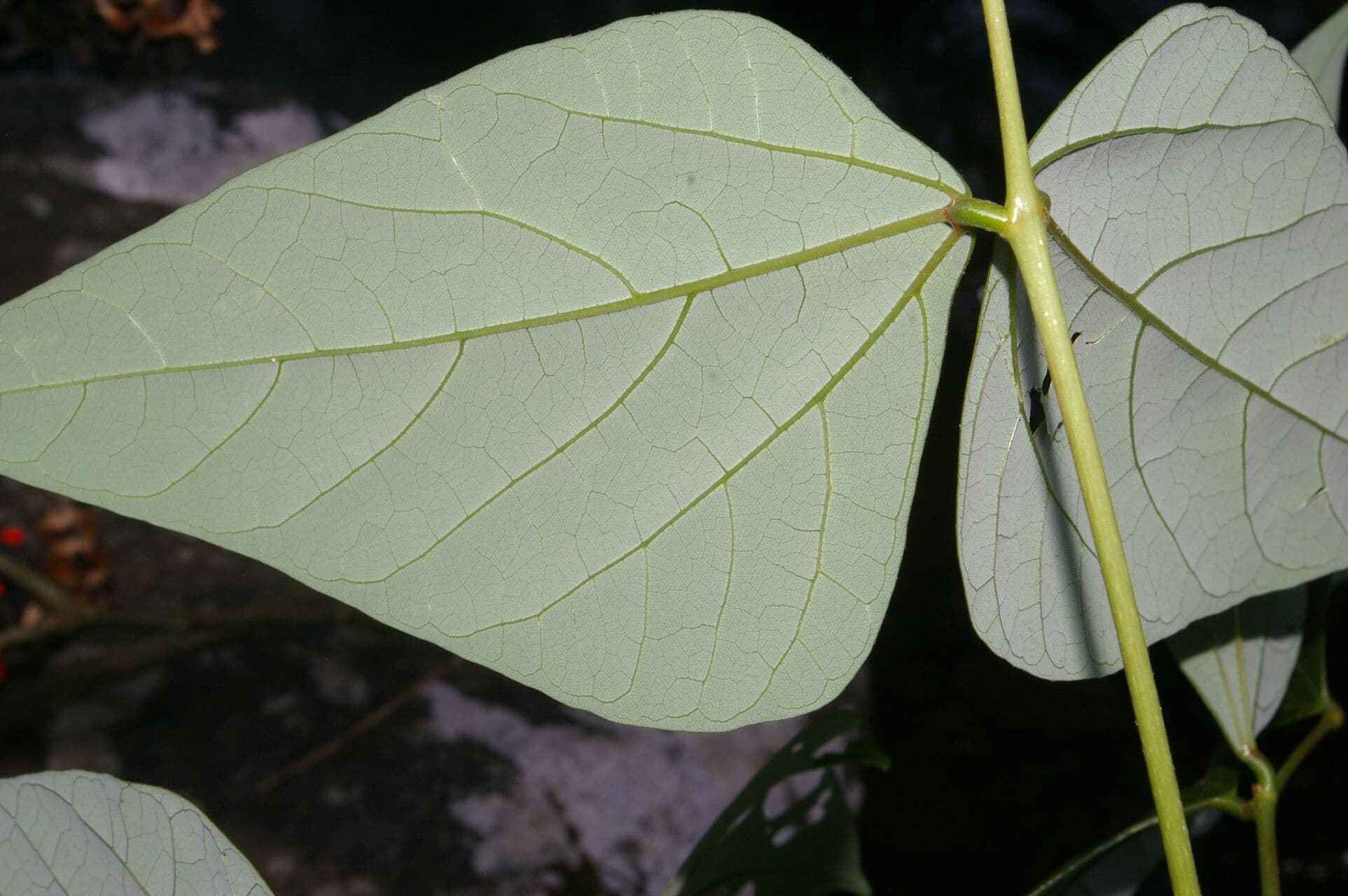 Erythrina kopinatá 7
