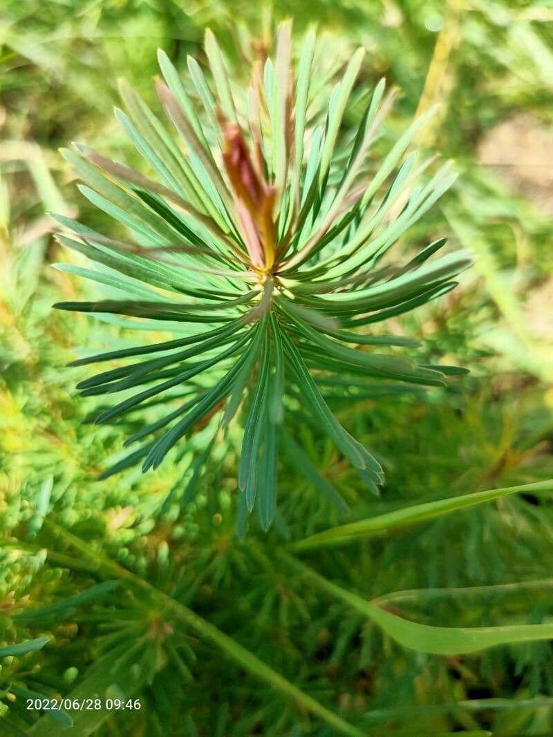 Pino parviflora 25
