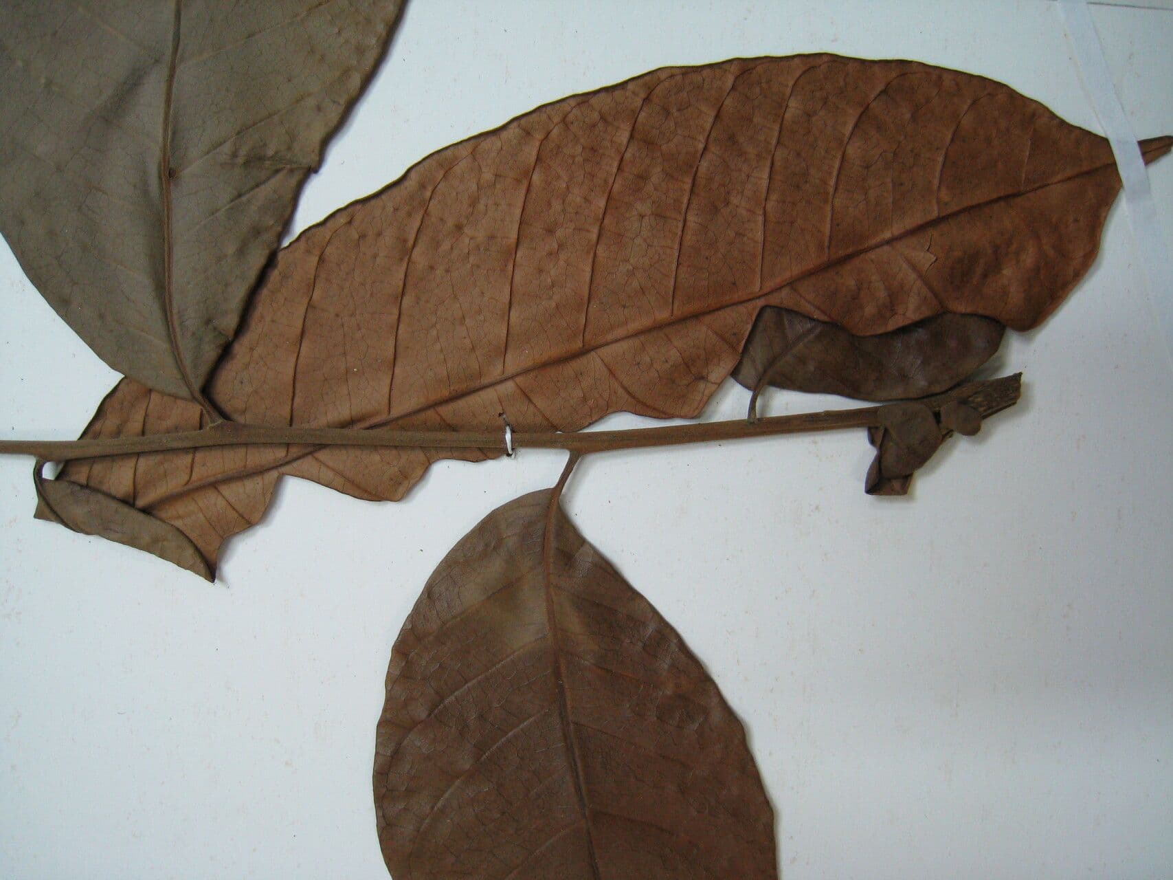 Trichilia 11