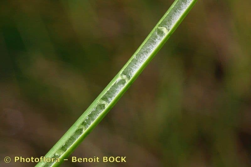 Mannigfaltige Binse 17