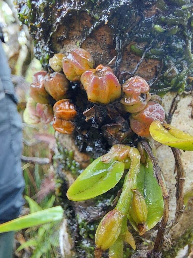 Bulbophyllum 16