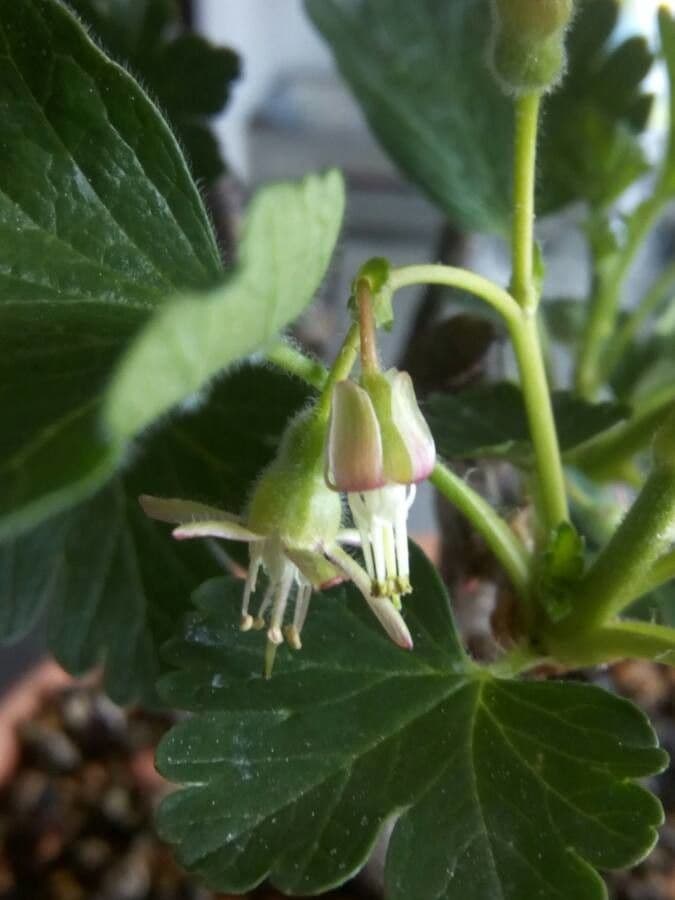 Ribes