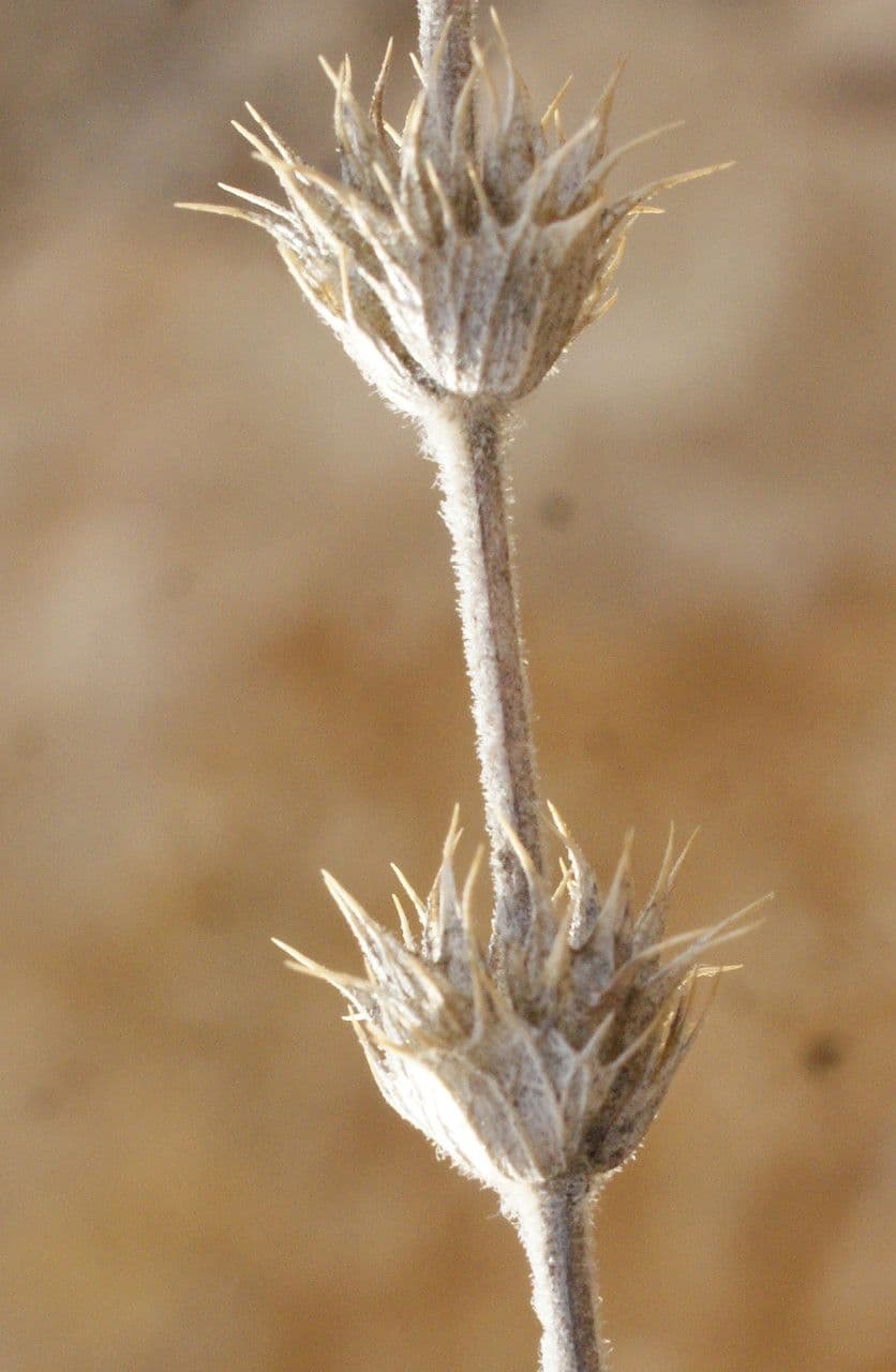 Sideritis hirsuta 3