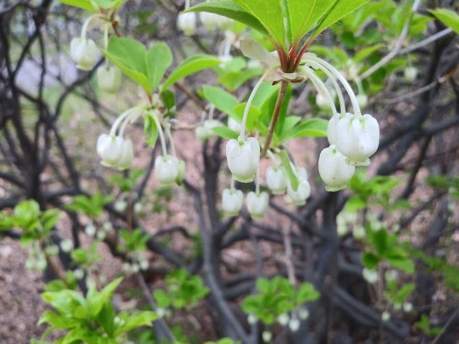 Enkianthus blanco 2