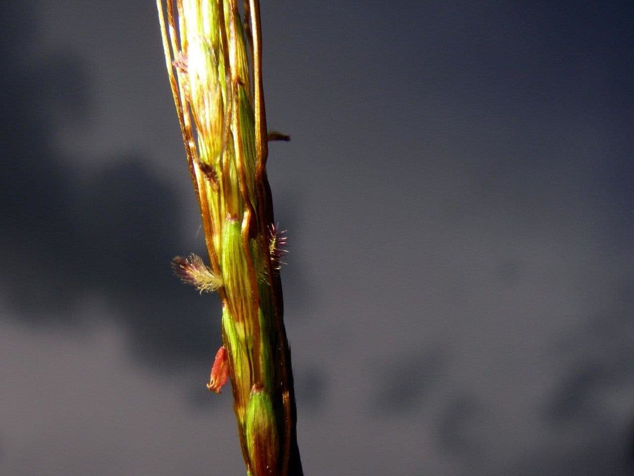 Hyparrhenia rufa 12