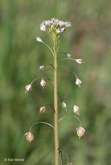 Thysanocarpus laciniato 14