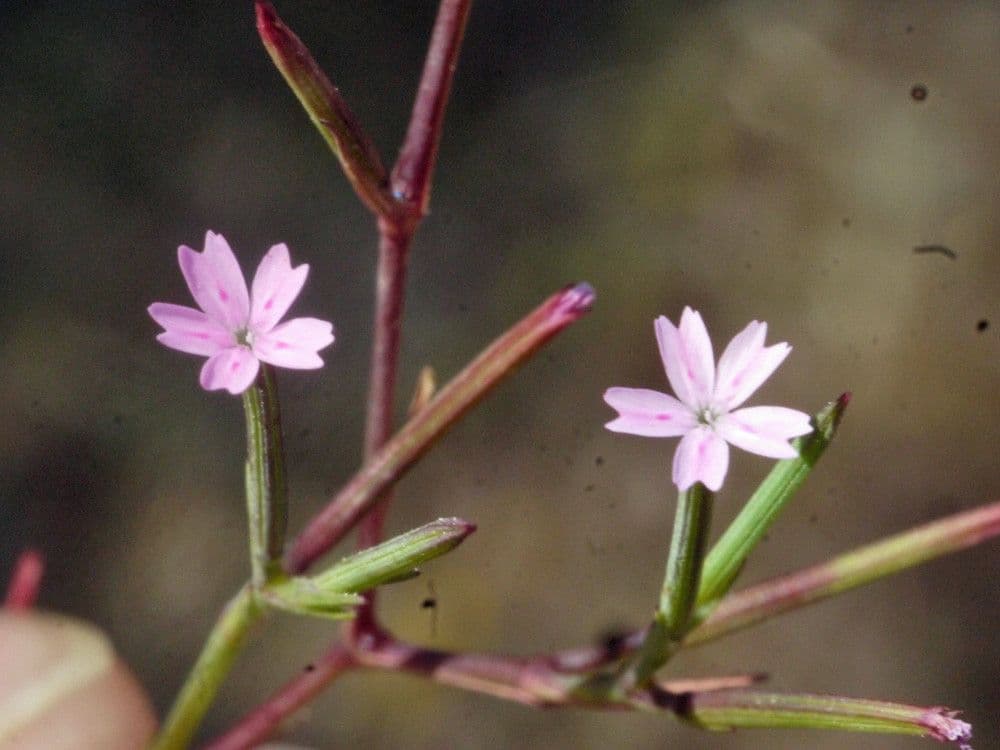Velezia rigida