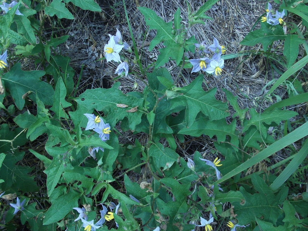 Solanum dimidiato 13