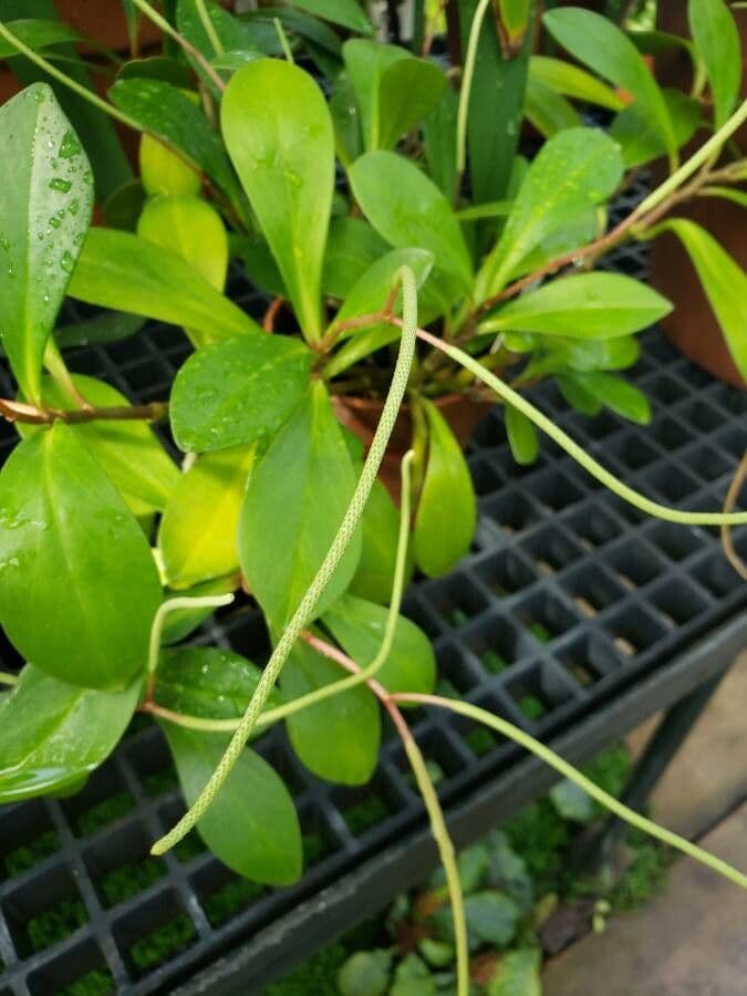 Peperomia