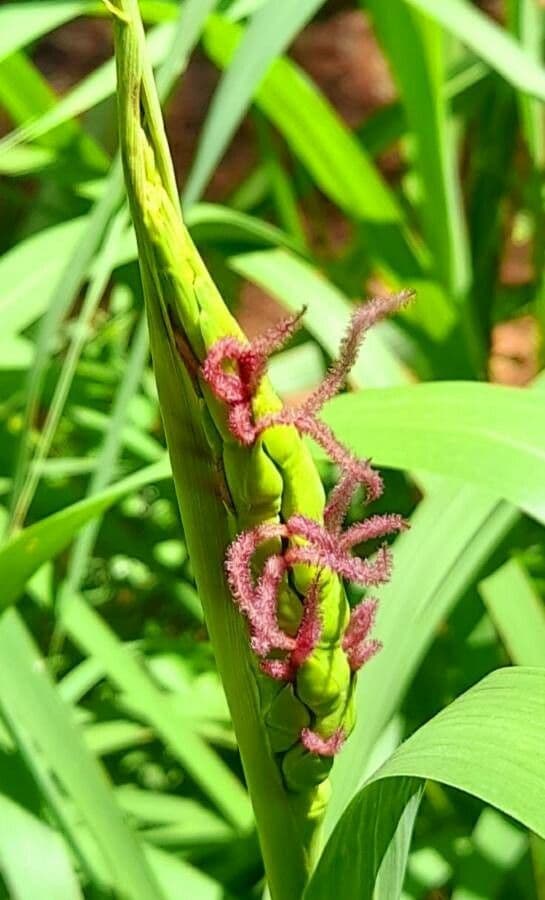 Tripsacum dactyloides 6
