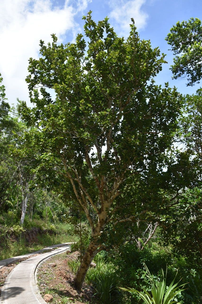 Homalium integrifolium