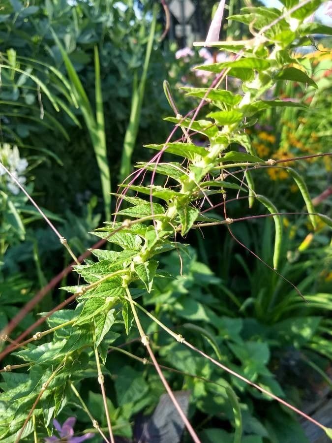 Pavučinkový kvet 17