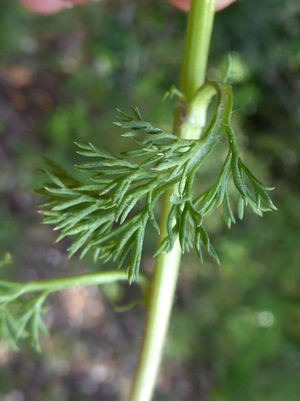 Adonis annuale 18