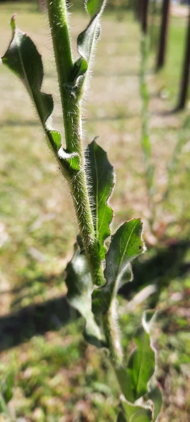 Onagra stricta 30