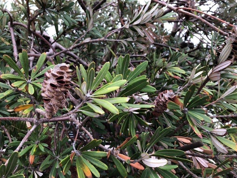 Banksia 13