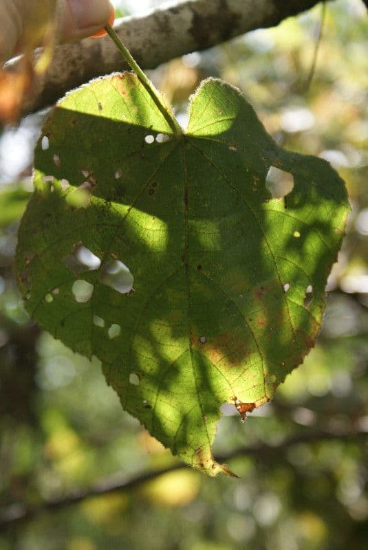 Dombeya 17