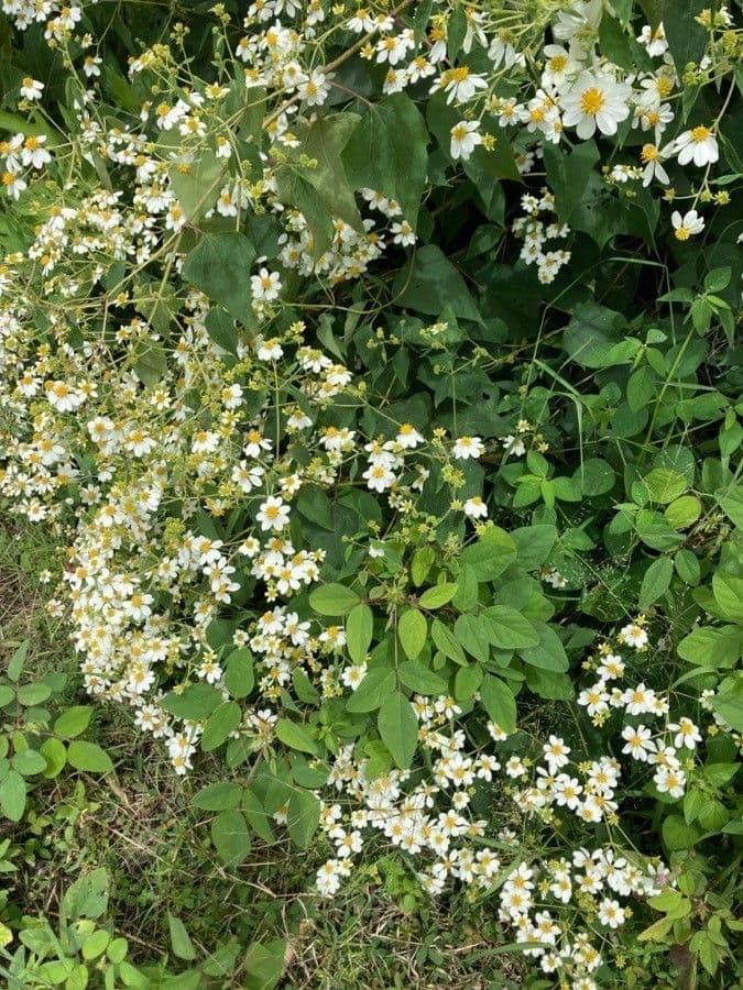 Montanoa leucantha 3