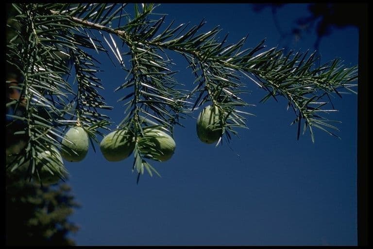 Torreya della California